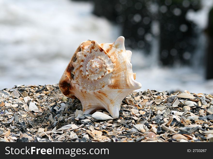 A beautiful giant sea shell at a beach