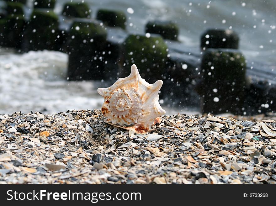 A beautiful giant sea shell at a beach