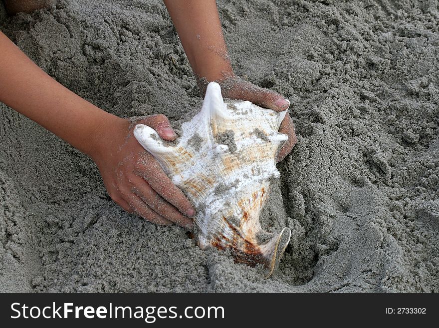 Beautiful giant sea shell