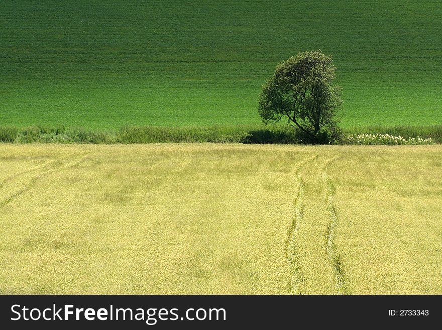 Field path destined to the lonely tree. Field path destined to the lonely tree