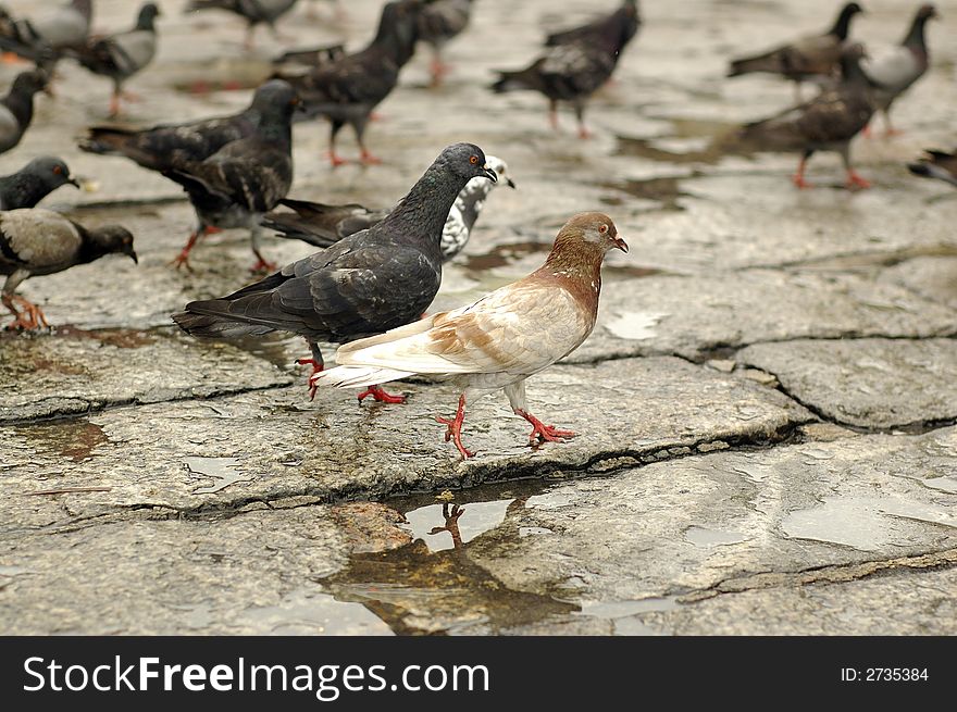 Lots of pigeons on the ground,pecking seeds.