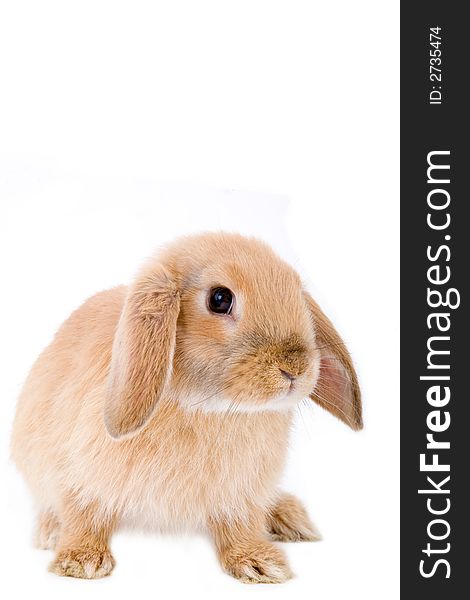 Brown-white bunny, isolated on white