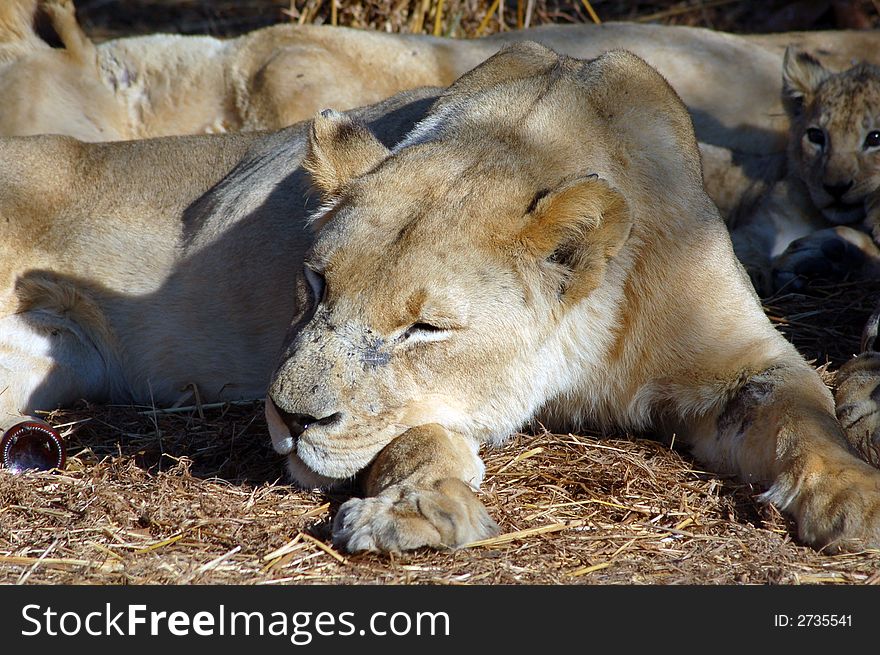 A lioness resting in the sun