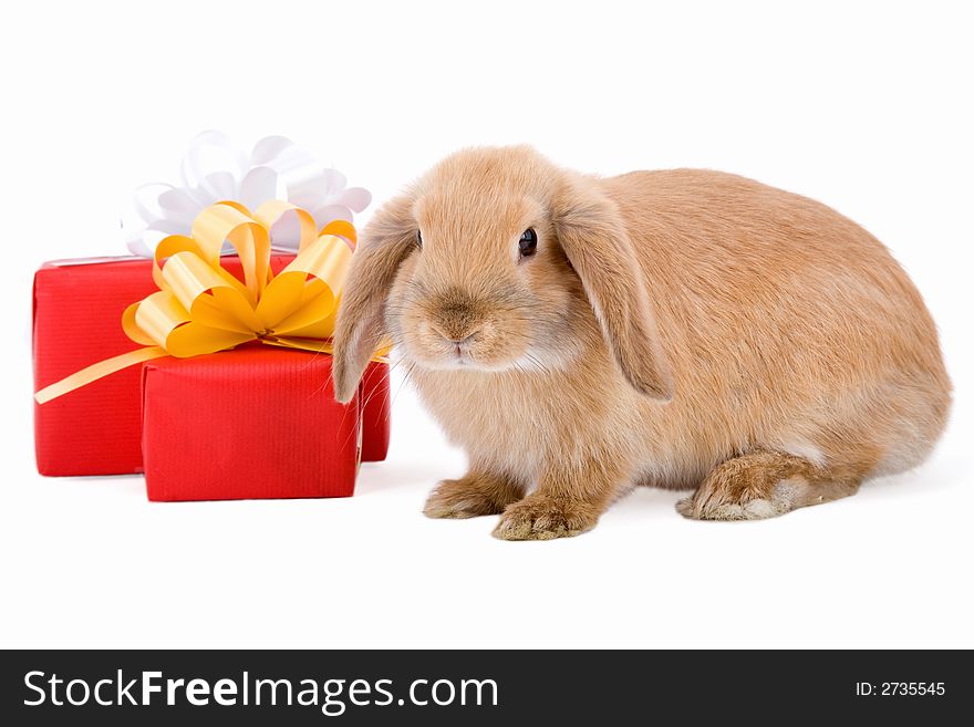 Lop bunny before a red gift box with gold star, isolated on white background. Lop bunny before a red gift box with gold star, isolated on white background