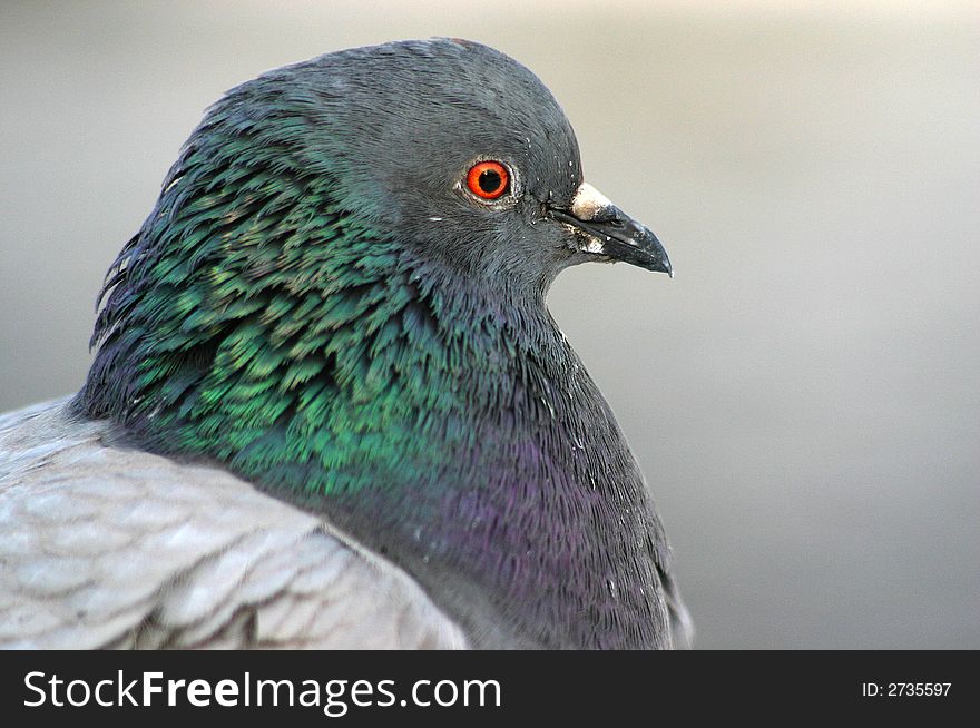 Head of the pigeon on a grey background, close up