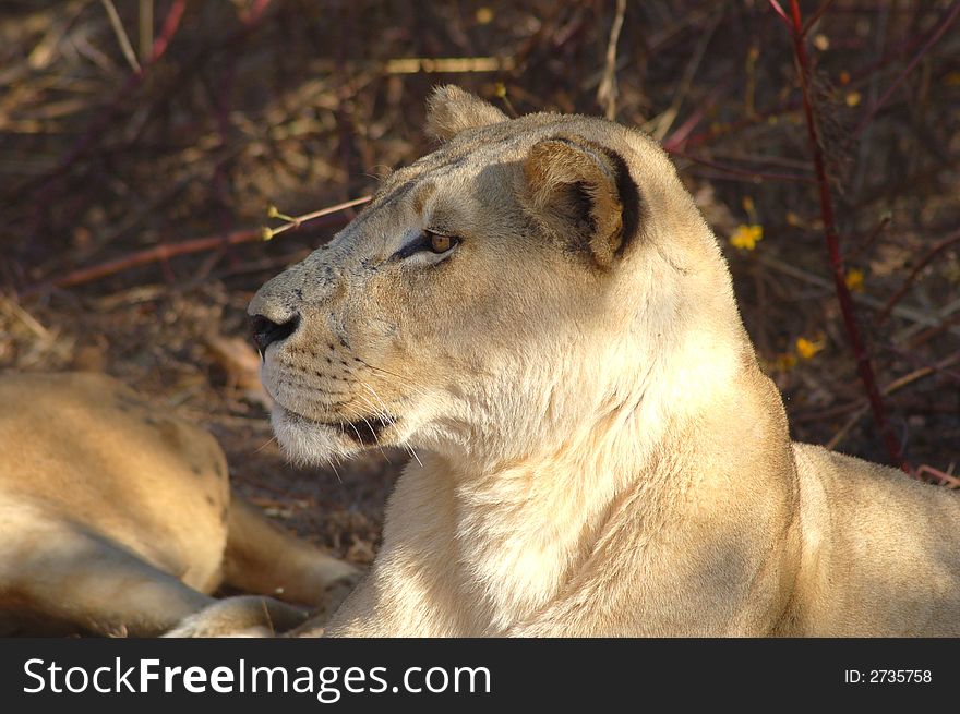 An alert lioness in the wild