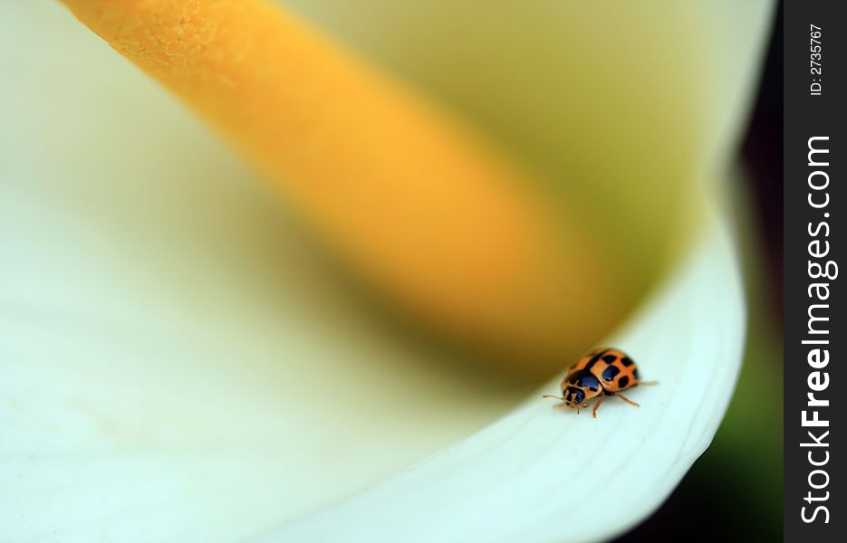 A chance shot of a ladybug on the edge of a calla lilly. A chance shot of a ladybug on the edge of a calla lilly