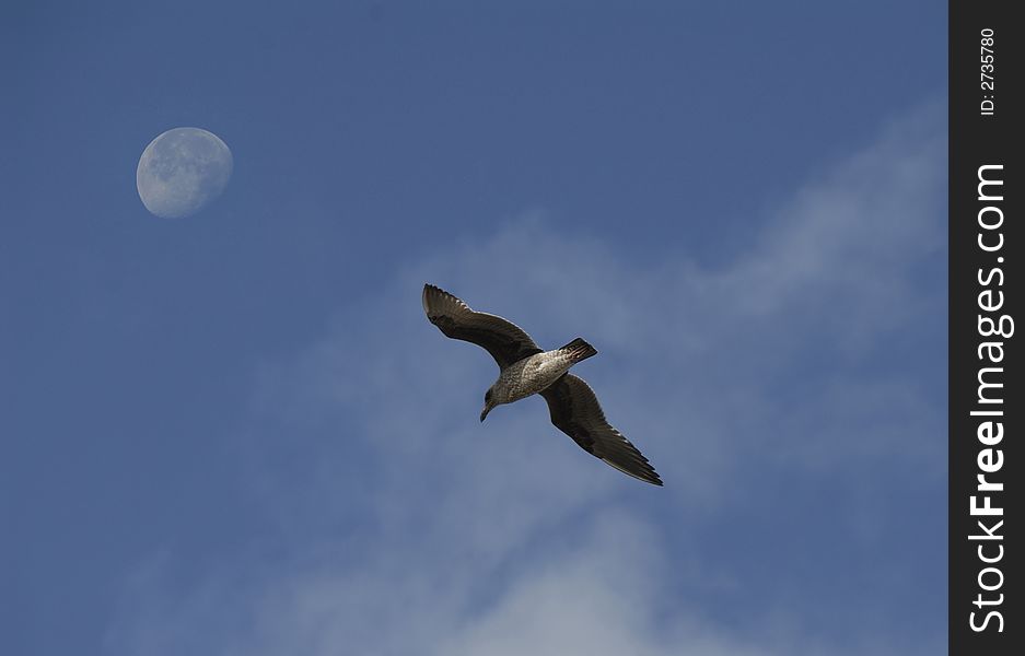 Gull flying against moon in the morning against a blue sky