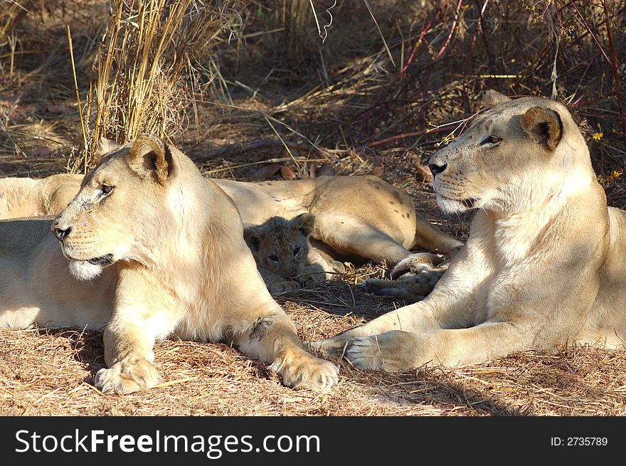 A pride of lions resting