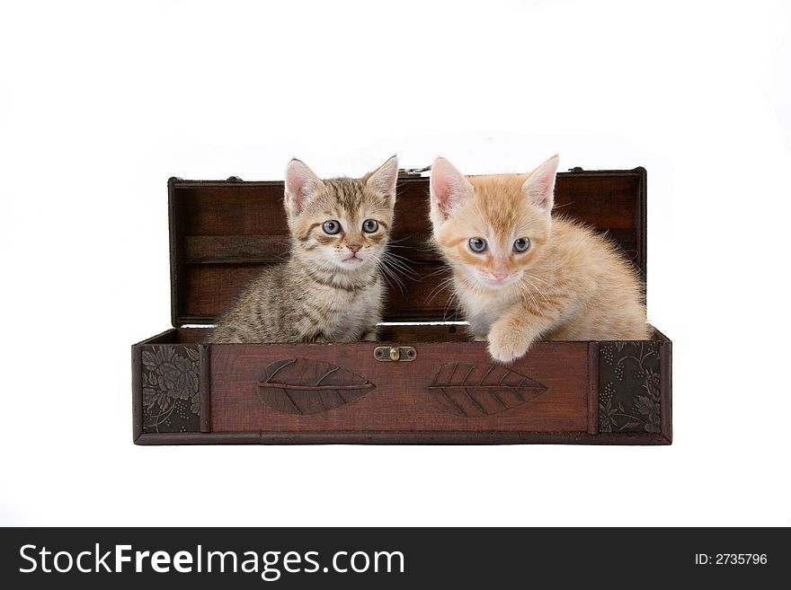 Two kittens in the box