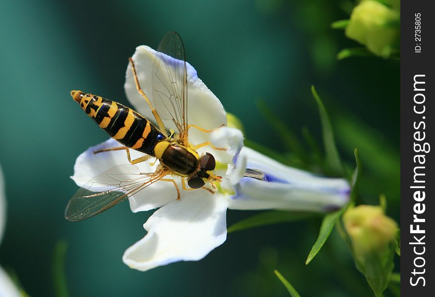 Hoverfly captured in the garden. Hoverfly captured in the garden