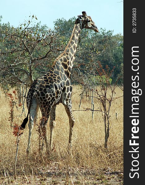 A male giraffe walking in the bush