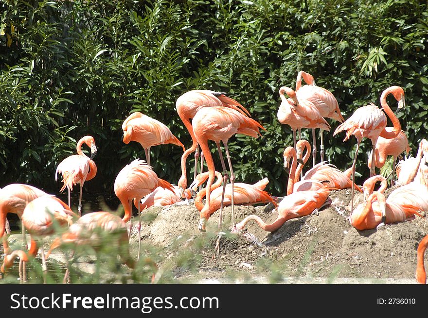 Flamingo Flock