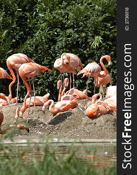 A large flock of flamingos lounging of the rocks