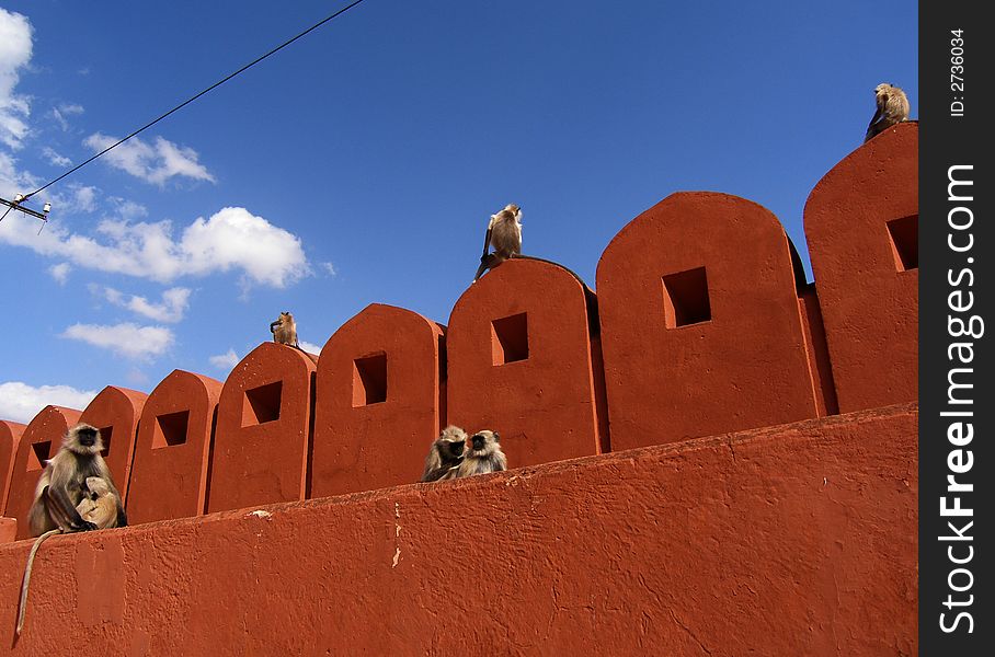 Monkeys over the historic fortress wall. Monkeys over the historic fortress wall