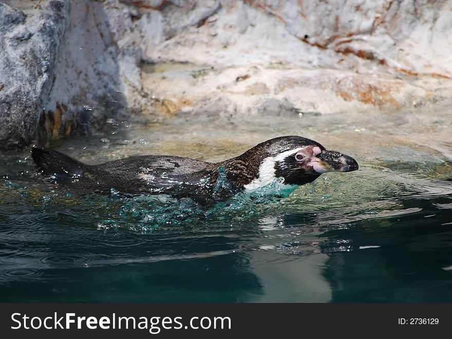 A penguin diving into the water