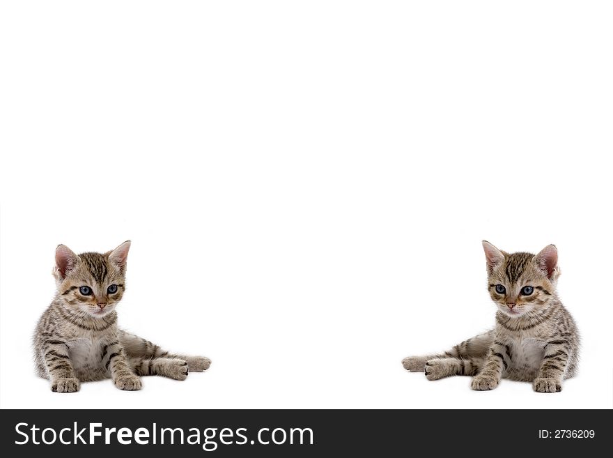 Kitten on the left and right side, ideal for background. Kitten on the left and right side, ideal for background