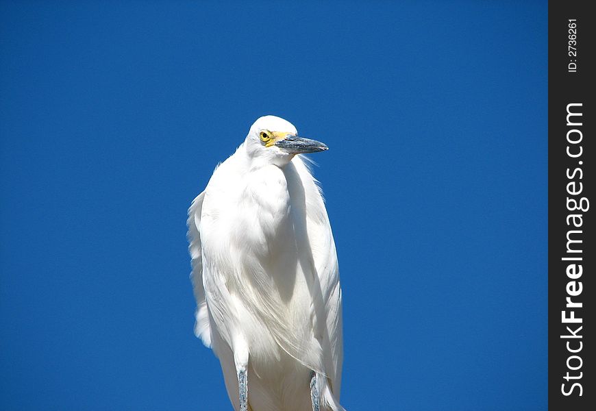 White snowy egret blue sky yellow eyes florida gulf coast