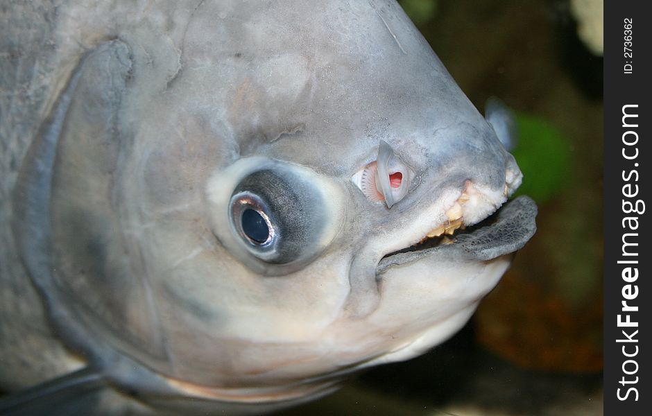 Exotic fish under water, sea. Exotic fish under water, sea