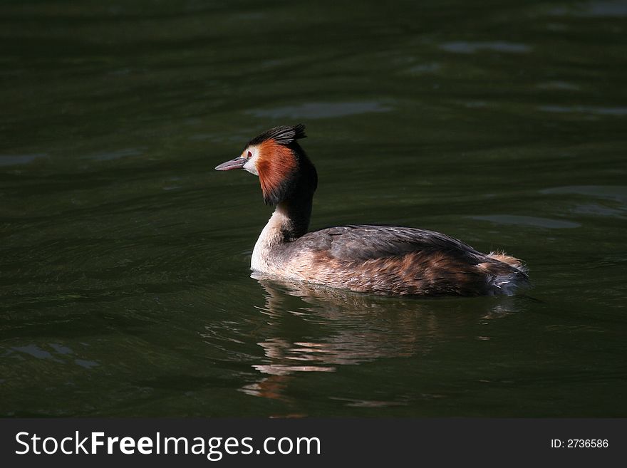 Lonely grebe swimming in the water