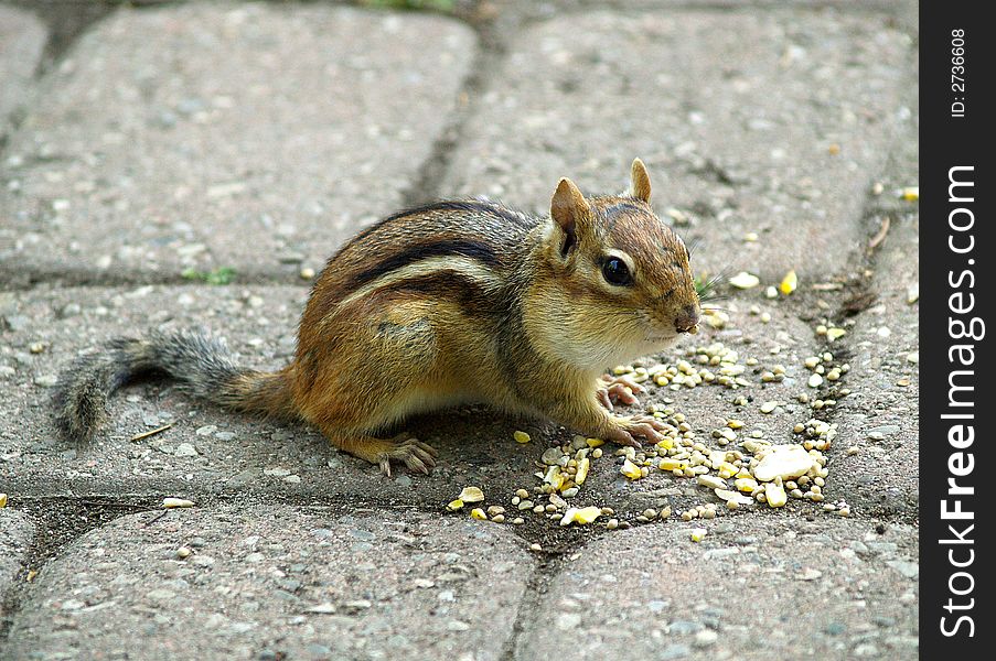 A chipmunk feeding on some seeds.