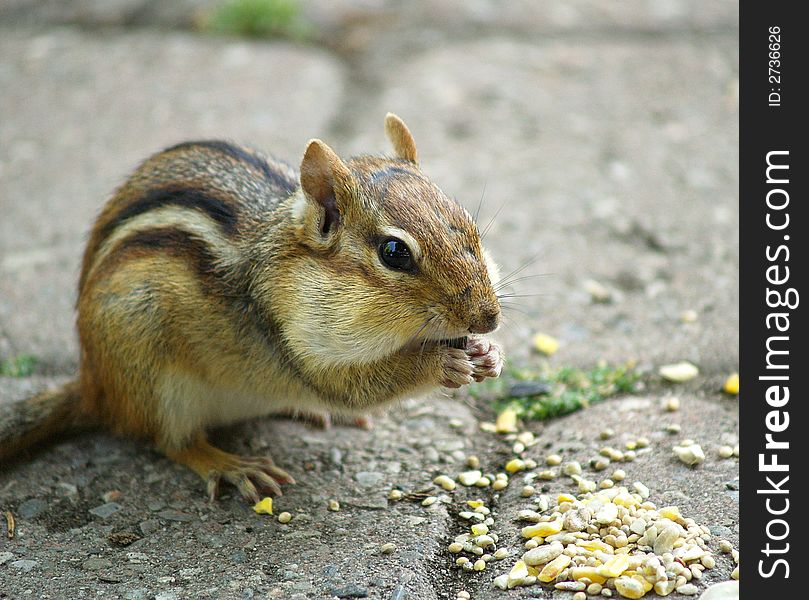 A chipmunk fills his cheeks with seeds. A chipmunk fills his cheeks with seeds.