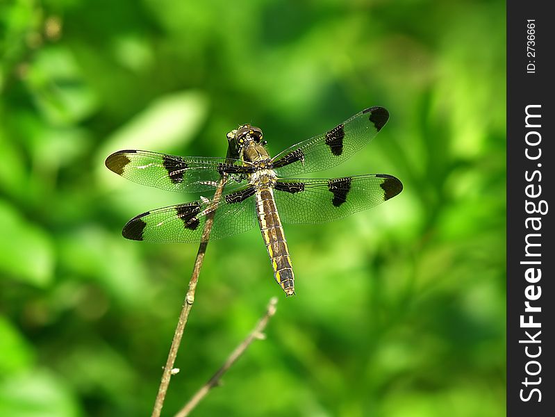 A dragonfly taking a breather from flying. A dragonfly taking a breather from flying.