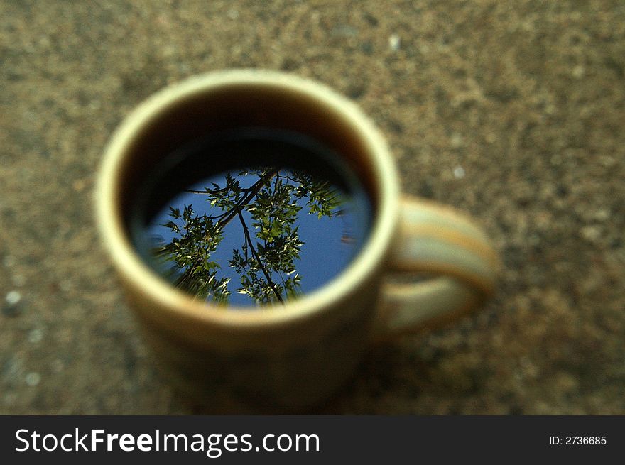 Trees reflection in cup of tea. Trees reflection in cup of tea