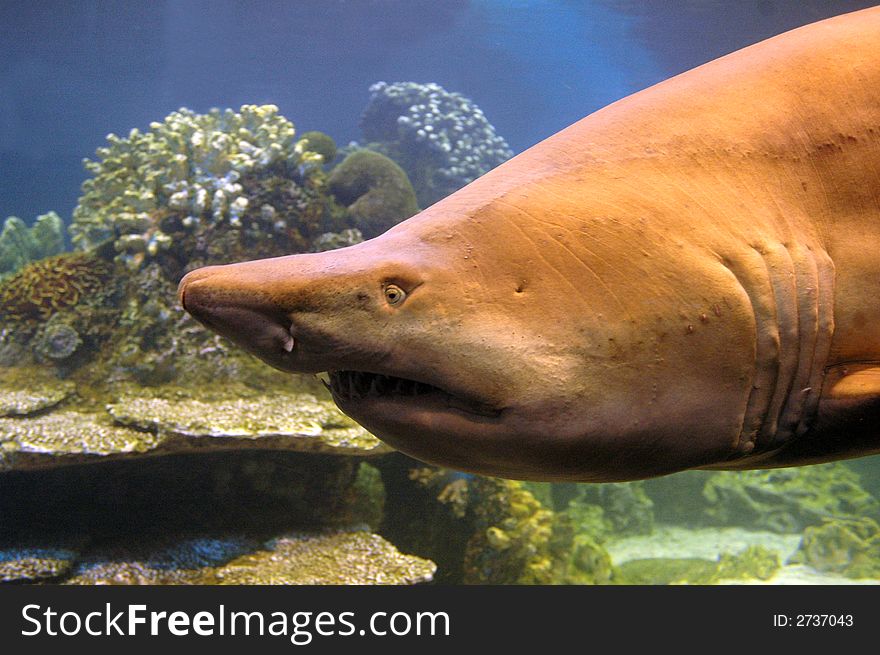 A close-up image of a shark, lurking in the depths. A close-up image of a shark, lurking in the depths.