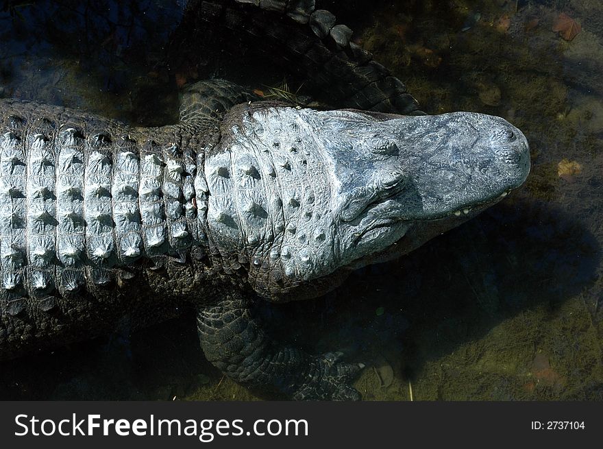 A North American Alligator lurking in the shade in a stream. A North American Alligator lurking in the shade in a stream.