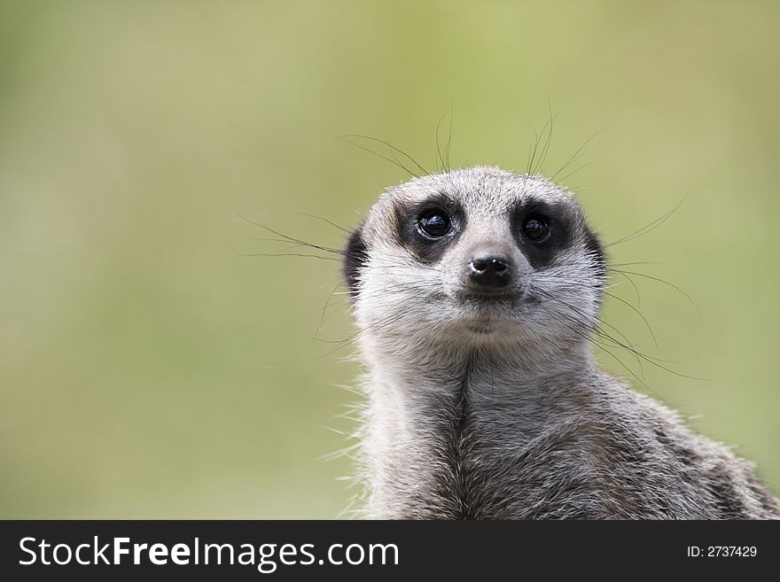 Single meerkat looking out