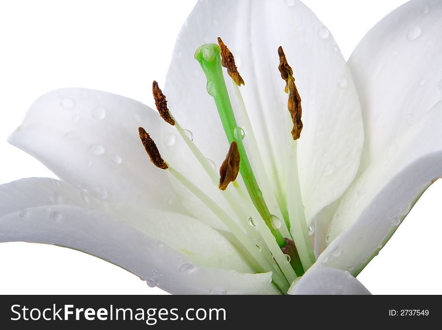 Madonna lily flower on white