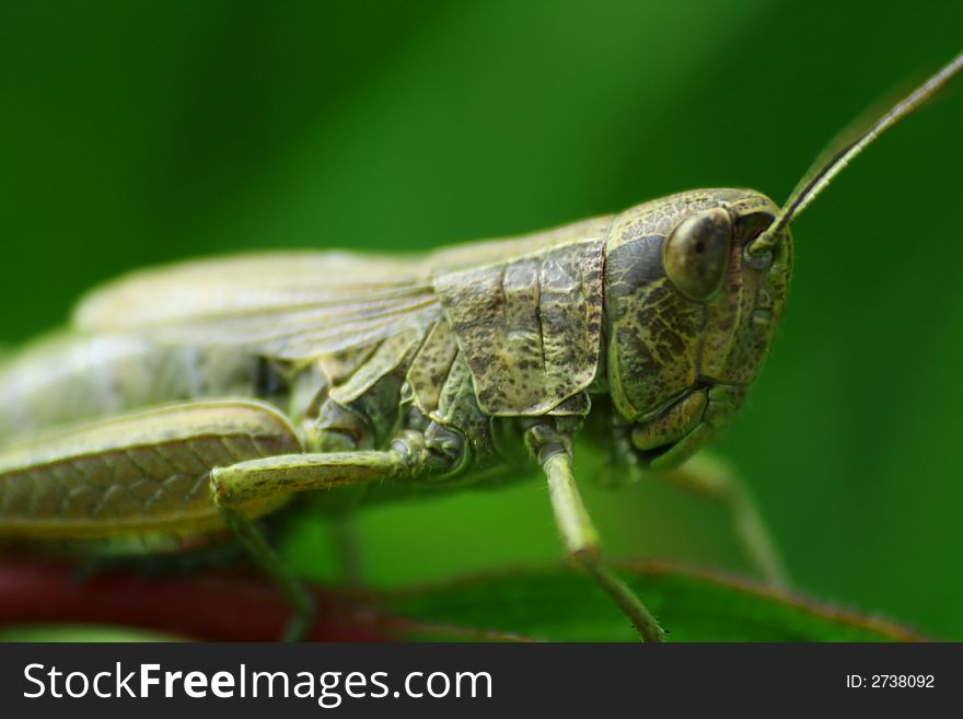 Little grasshopper in close view with DOF