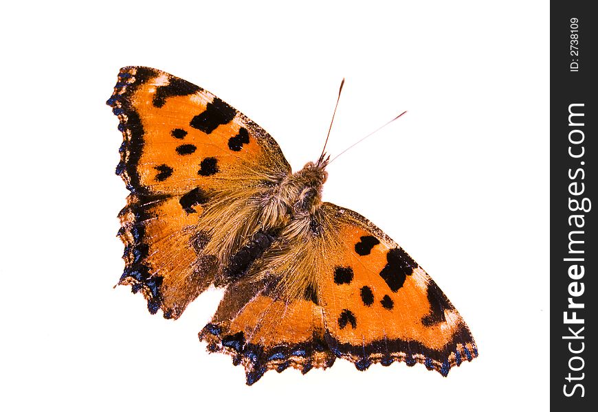 Brown butterfly with blue spots at the wings and two long antennas. Brown butterfly with blue spots at the wings and two long antennas