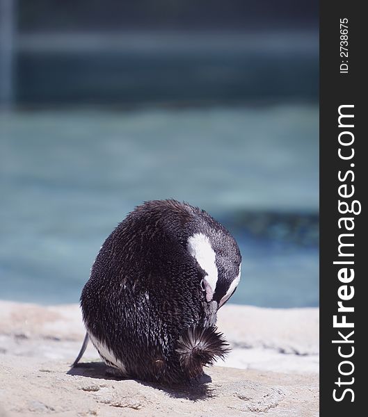 Black Penguin fluffing it's feathers on a hot day