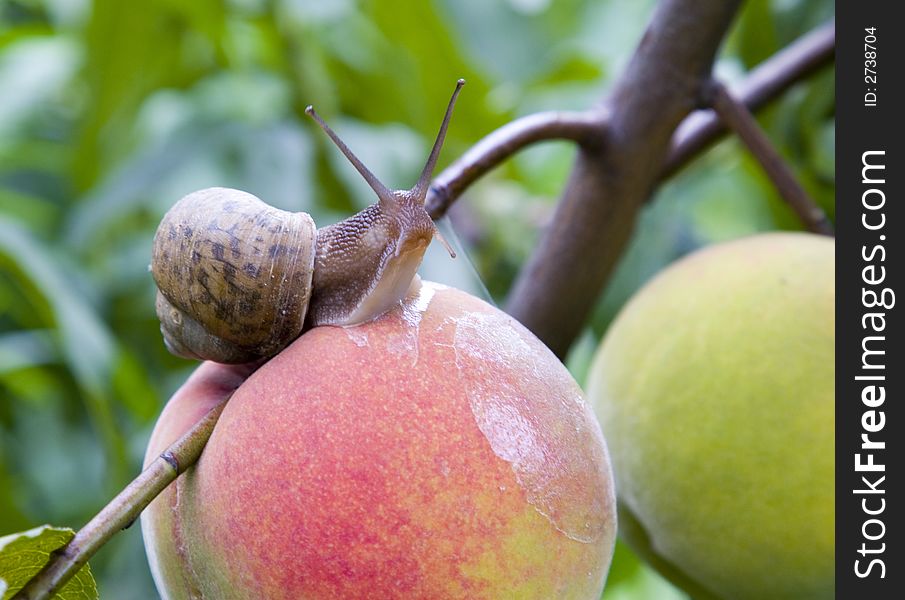 A snail enjoying a morning stroll on a delicious looking peach. A snail enjoying a morning stroll on a delicious looking peach