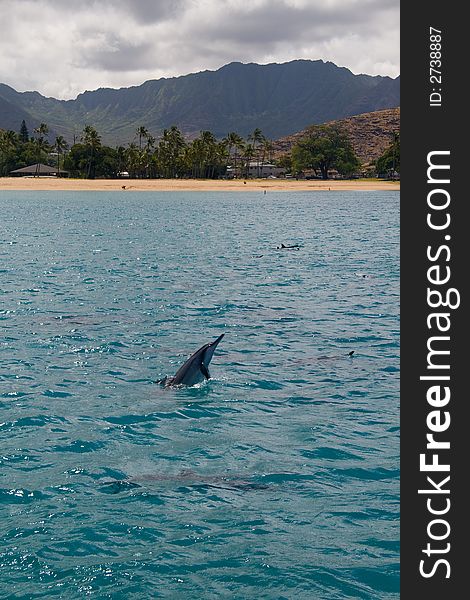 A jumping Spinner Dolphins observed on the West coast of Oahu. A jumping Spinner Dolphins observed on the West coast of Oahu