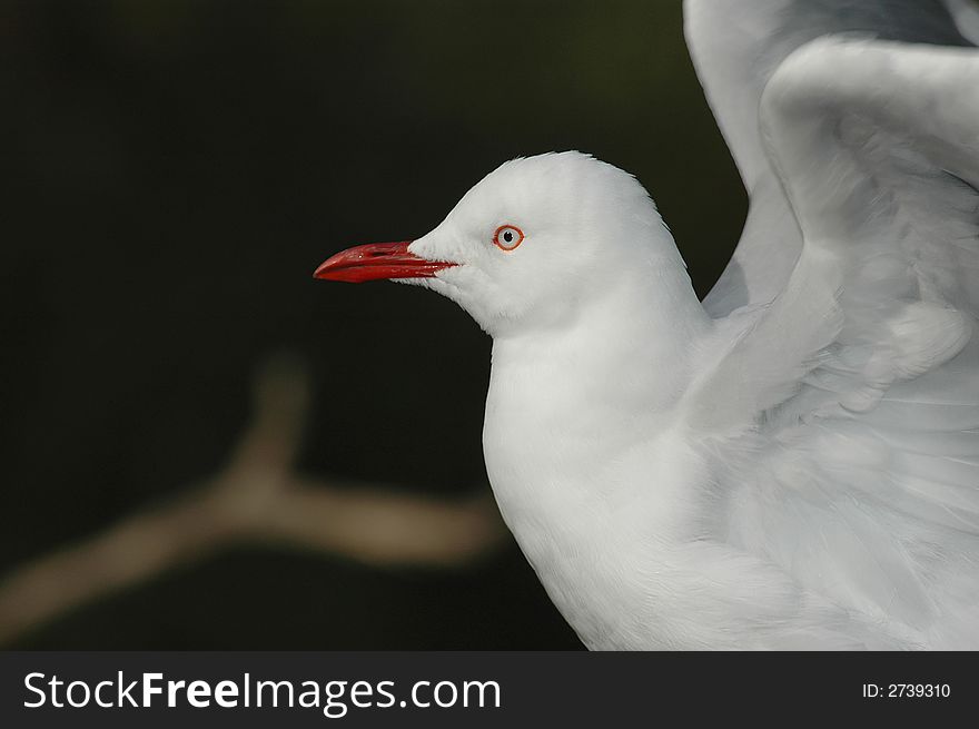 A seagull raises it's wings to and prepares to take off.