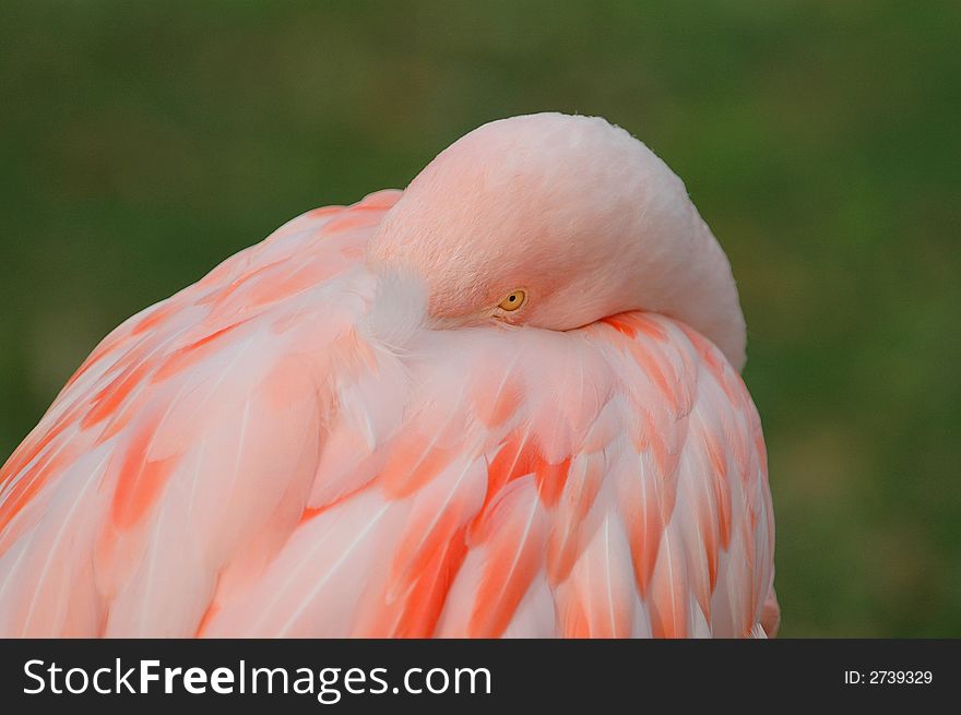 A brightly colored pink flamingo hides it's bill under the pink wing feathers. A brightly colored pink flamingo hides it's bill under the pink wing feathers.