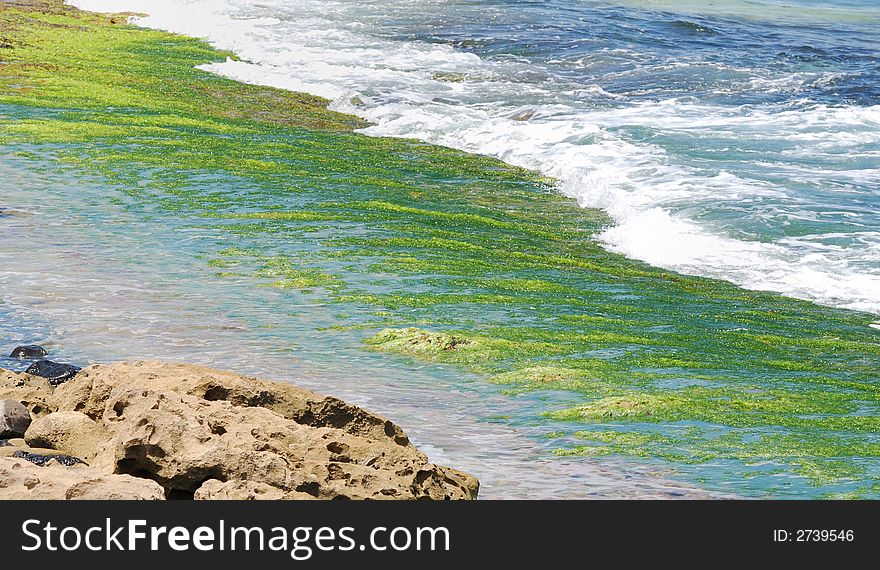 Moss at the Beach in Maui