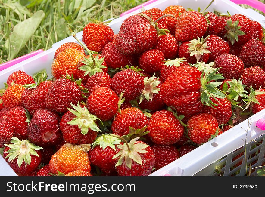 Pottle full of fresh strawberry. Pottle full of fresh strawberry