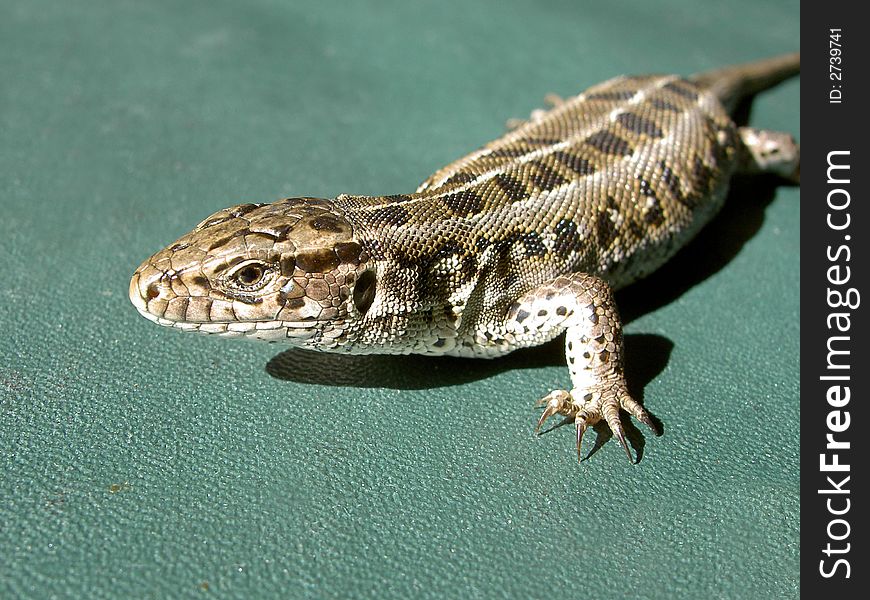 The small lizard on the green background, heated on the sun