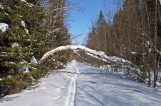Clearing In Winter Forest Royalty Free Stock Photos Clearing In Winter Forest Royalty Free Stock Photos
