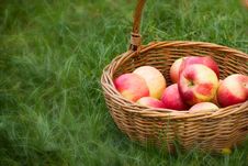 Apples In Wicker Basket Stock Photos Apples In Wicker Basket Stock Photos