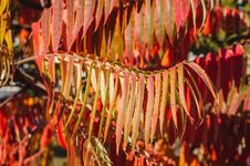 Red Autumn Leaves Royalty Free Stock Image Red Autumn Leaves Royalty Free Stock Image