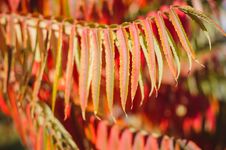 Red Autumn Leaves Royalty Free Stock Images Red Autumn Leaves Royalty Free Stock Images
