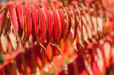 Red Autumn Leaves Royalty Free Stock Photo Red Autumn Leaves Royalty Free Stock Photo