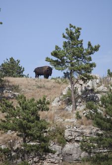 American Bison Stock Images American Bison Stock Images