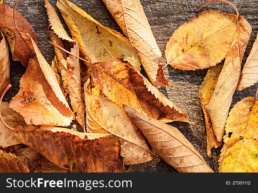 Yellow wet autumn leaves on the background a dark old wood. Yellow wet autumn leaves on the background a dark old wood