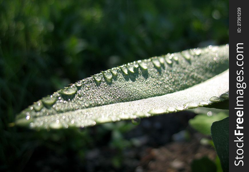 There are leaves of plants and drops of dew. Closeup. There are leaves of plants and drops of dew. Closeup